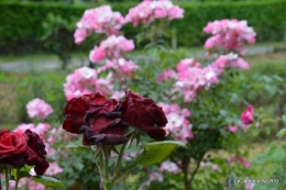 roses,marguerites,MOI,fêtes des mères avec les enfants 079.JPG