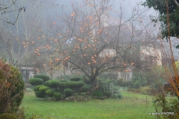 Brouillard,cypres chauve,jardinage 008.JPG