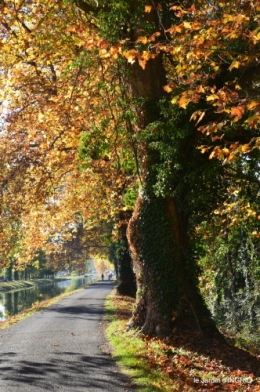 jardin automne,voisinage,canal 176.JPG