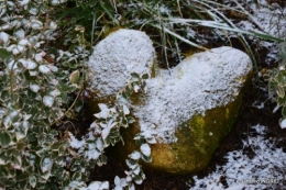 oiseaux première neige 049.JPG