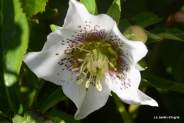 helebores,perce neige,chevreuils 033.JPG