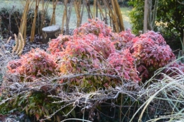 canal givre jardin 065.JPG