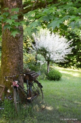 coquelicots,jardin en mai 025.JPG