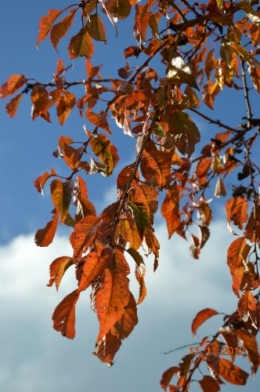 automne