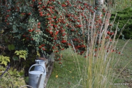 poule d'eau,travaux et dernières fleurs,tonte,sapin bois 049.JPG