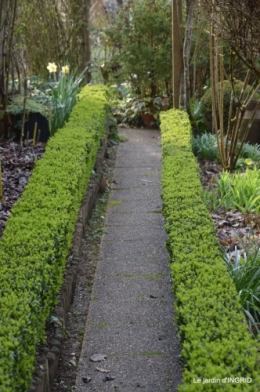 paillage,primevères,jonquilles,jardin 014.JPG