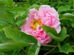 oeillet deltoide,géraniums macrorrhisum,ancolie,pivoine arbustive,lamium orvala