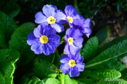 jardin en hiver,à Ciron 023.JPG