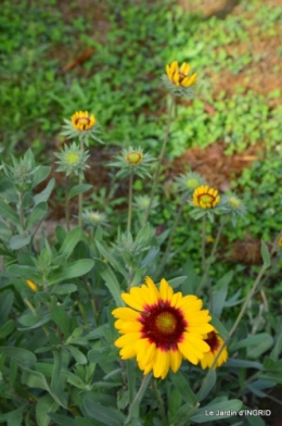 jardin Mme Perichou,grandes fleurs,bouquet,jardin 039.JPG