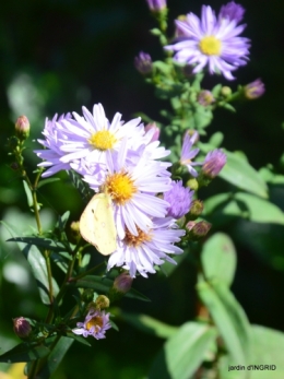 canal dentelles,Nernadette,fleurettes,apres tonte 015.JPG