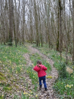 les jonquilles des bois 024.JPG