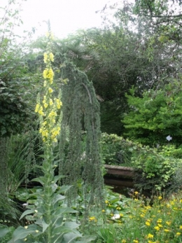 été,dahlia,lantana,bouillon blanc,platycodon