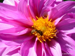 jardin,coeur des fleurs,potager, 140.JPG