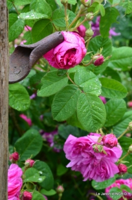 maison,jardin Bernadette,et jardin Claudine 084.JPG