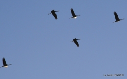 Grues et plantes à Ciron 034.JPG