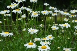 tour de France,jardinde Mme Peyrichou 019.JPG
