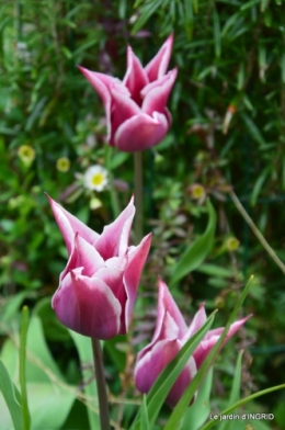 jardin confiné ,osier,magnolia jaune 070.JPG