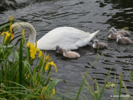 bébés cygnes,iris,clématite 015.JPG