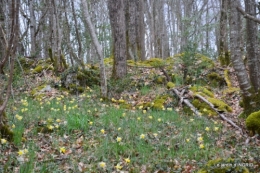 les jonquilles des bois 047.jpg