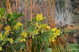 fin de l'automne,Lalinde,bouquet de l'avent 106.JPG