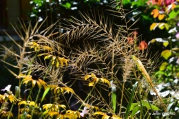 jardin,coeur des fleurs,potager, 088.JPG