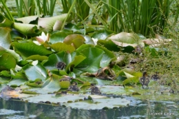 puces Lalinde,bébés canards,au moulin souci 086.JPG