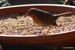 les lettres,les oiseaux,givre 050.JPG