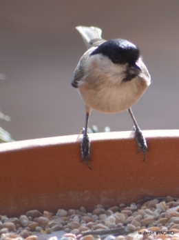 oiseaux,grotte du coulobre 015.JPG