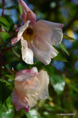 taille,arbustes,poinsettia,décos 034.JPG