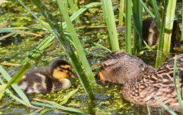 puces Lalinde,bébés canards,au moulin souci 132.JPG