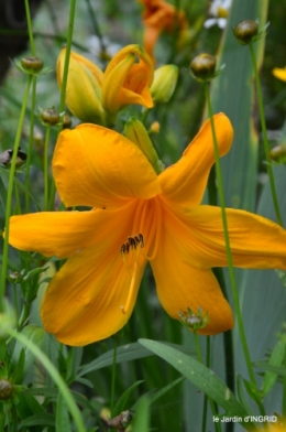 jardin,chez Bernadette,puces,cygnes,pluie 107.JPG