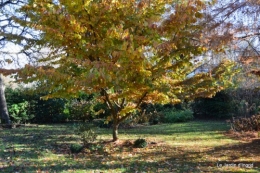 dernières automne,givre,chat 068.JPG