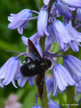 jardin printemps 012.JPG