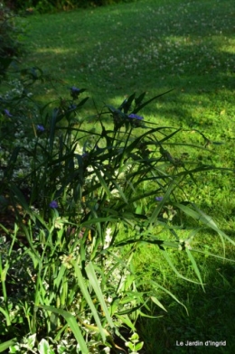 fleurs bleues,hortensia bleu,moi bébé 021.JPG