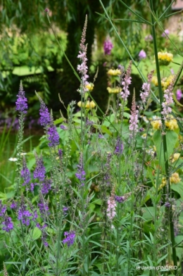 jardin,chez Bernadette,puces,cygnes,pluie 112.JPG