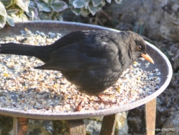 jardin givré,oiseaux 096.JPG