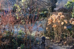 givre,jardin,bouquet 027.JPG