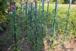 jardin juin,cabane,bouquet 090.JPG