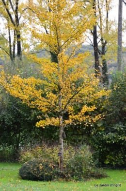 automne,arbres,inondation 010.JPG