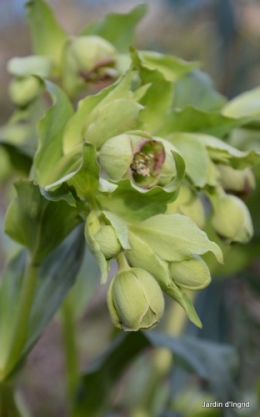 seed of love,hellebore,fleurs en janvier 010.JPG