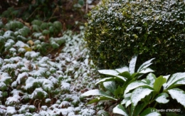 oiseaux première neige 017.JPG