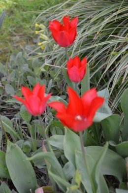 fleurs Ciron,jardin,canards,coucous,mauvaise herbe 076.JPG