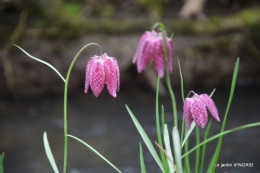 les jonquilles des bois 032.jpg