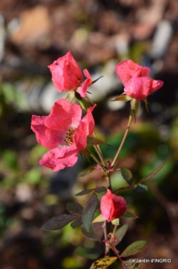 taille,arbustes,poinsettia,décos 028.JPG