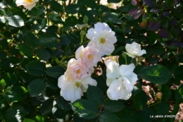 jardin soir et matin 041.JPG