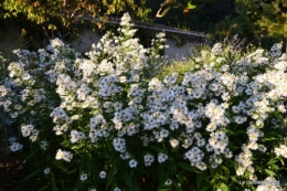 jardin début d'automne ,Sophie,rouge 099.JPG