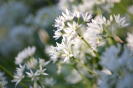 jardin,printemps,avril