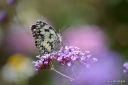 coeur des fleurs,papillons,libellules 117.JPG