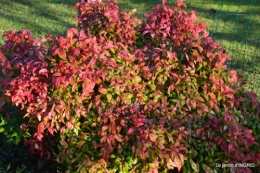 jardin givré,taille de prunus 060.JPG