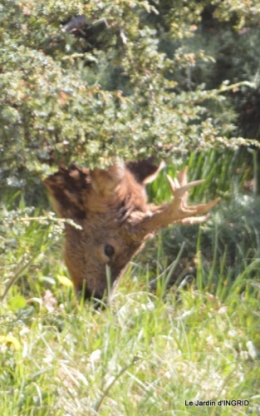 chevreuil,jardin,Paques avec les enfants 008.JPG